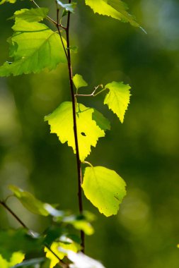 huş ağacı orman yaz doğa manzara