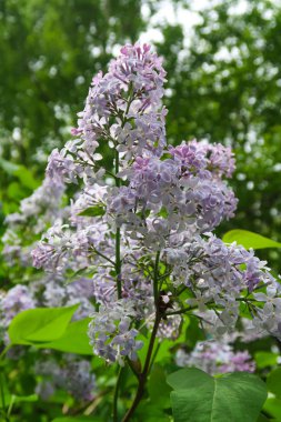 bir ağaç üzerinde parlak Lila çiçek