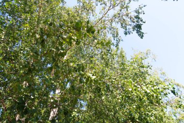 yeşil bir ağaç yaprak aşağıdan gökyüzüne