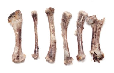 Beyaz bir arka plan üzerinde kemik tavuk