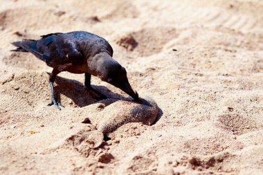 karga yiyecek bulmak kum plaj