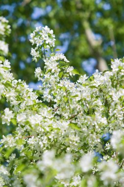 elma ağacı çiçek Peyzaj doğal