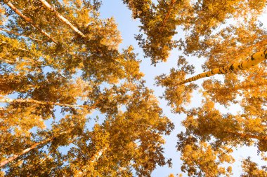 gökyüzü sonbahar arka planı sarı huş ağacı yaprakları