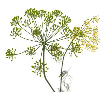 taze dereotu çiçek beyaz arka plan üzerinde