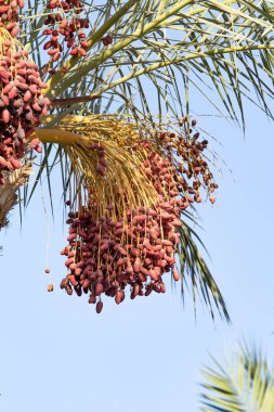 tarihleri bir palmiye ağacı doğa üzerinde büyümek