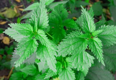 Isırgan doğanın yeşil yaprakları