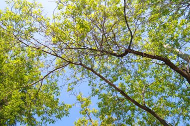 yeşil bir ağaç yaprak aşağıdan gökyüzüne