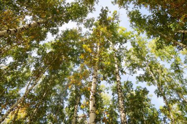 huş ağacı orman manzaralı gökyüzüne Sonbahar Doğa