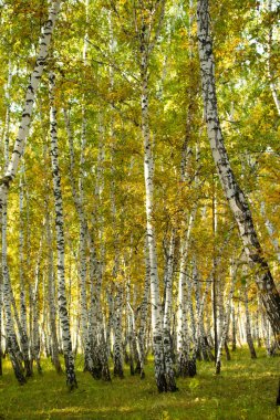 Sarı huş ağacı orman, geç sonbahar doğa manzara