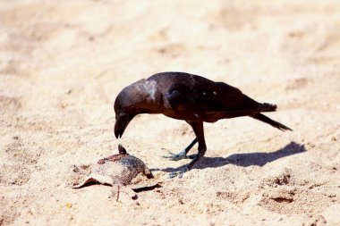 karga yiyecek bulmak kum plaj