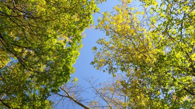 ağaç görünümünü aşağıdan gökyüzüne sonbahar manzara bırakır