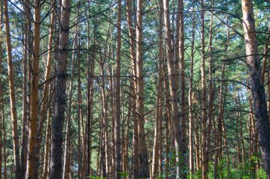 yeşil çam dalları yakın çekim yaz
