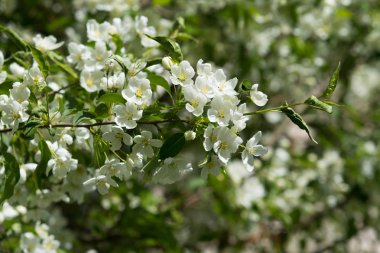 beyaz çiçekler apple yakın çekim doğa manzara