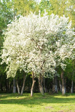 elma ağacı çiçek Peyzaj doğal