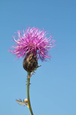 Serratula coronata. Mavi gökyüzü arka plan. Seçici odak, sosyal ağ kavramı.