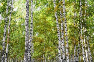 Sarı huş ağacı orman, geç sonbahar doğa manzara