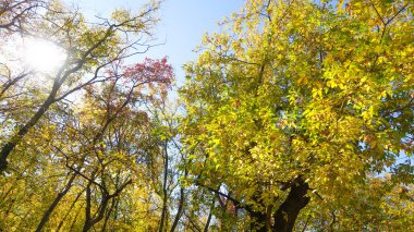 ağaç görünümünü aşağıdan gökyüzüne sonbahar manzara bırakır
