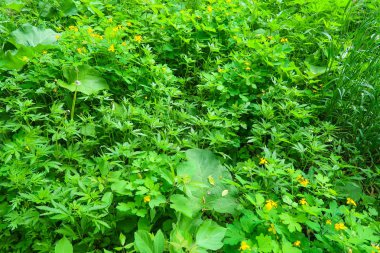 vahşi yeşil kenevir arka plan