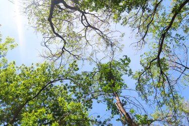 yeşil ağaçların altındaki mavi gökyüzü görünümü karşı