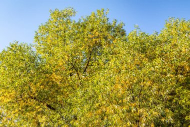 ağaç görünümünü aşağıdan gökyüzüne sonbahar manzara bırakır