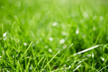 bulanık bokeh arka planı yeşil çimen