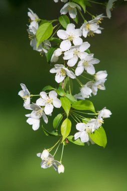elma ağacı çiçek Peyzaj doğal