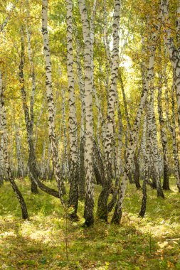Sarı huş ağacı orman, geç sonbahar doğa manzara
