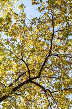 ağaç görünümünü aşağıdan gökyüzüne sonbahar manzara bırakır