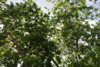 Aşağıdan yeşil orman bahar bakış bulutlar içine