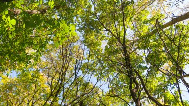 ağaç görünümünü aşağıdan gökyüzüne sonbahar manzara bırakır