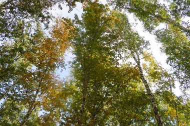 huş ağacı orman manzaralı gökyüzüne Sonbahar Doğa