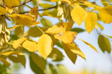 Sonbahar Orman, yaprak döken ağaçlar, peyzaj