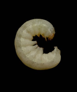 siyah bir zemin üzerine beyaz ipekböceği tırtıl