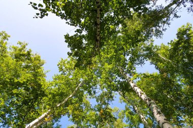 orman manzaralı aşağıdan gökyüzüne huş ağacı