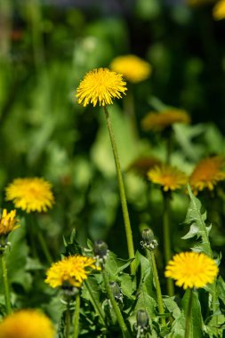 manzara, sarı karahindiba çiçek yeşil çim bahar