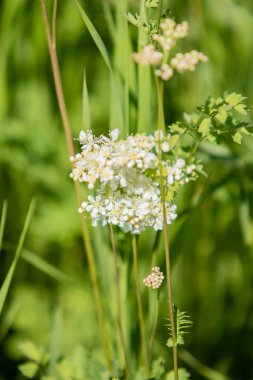 Anthriscus sylvestris yeşil çimenlerin üzerinde