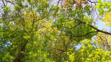 ağaç görünümünü aşağıdan gökyüzüne sonbahar manzara bırakır