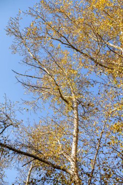 ağaç görünümünü aşağıdan gökyüzüne sonbahar manzara bırakır