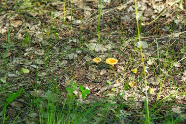 bir yeşil çim ormanda mantar