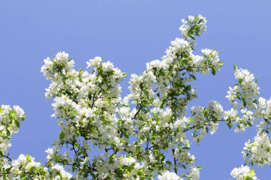 beyaz çiçekler apple yakın çekim doğa manzara