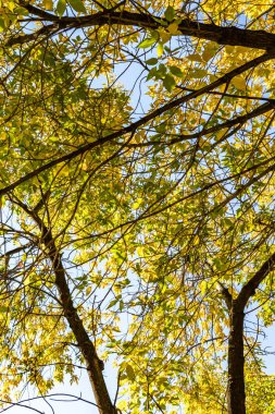 ağaç görünümünü aşağıdan gökyüzüne sonbahar manzara bırakır