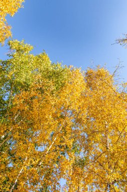 ağaç görünümünü aşağıdan gökyüzüne sonbahar manzara bırakır