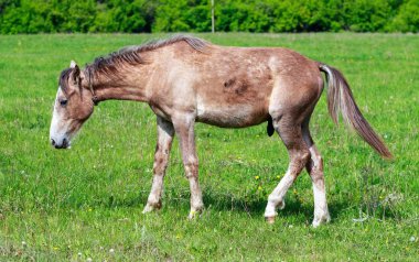 At yeşil çimlerin üzerinde