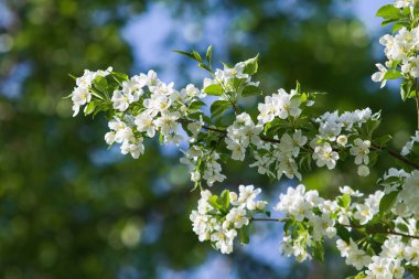 elma ağacı çiçek Peyzaj doğal