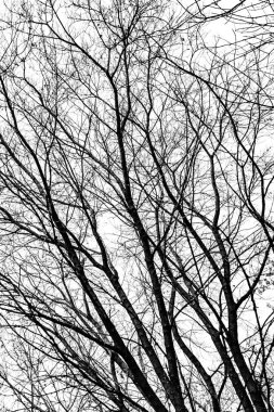 Beyaz arkaplanda ağaç dalları silueti