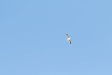 kuşlar martılar mavi gökyüzü ve beyaz bulutlar gün