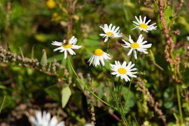 papatya çiçeği peyzaj alanı