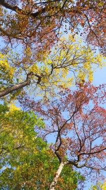 ağaç görünümünü aşağıdan gökyüzüne sonbahar manzara bırakır