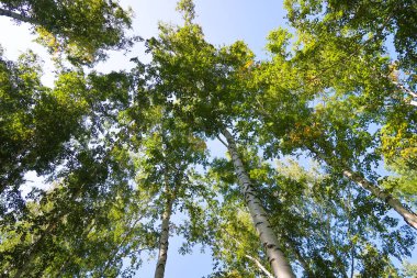 orman manzaralı aşağıdan gökyüzüne huş ağacı