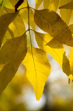 Sonbahar Orman, yaprak döken ağaçlar, peyzaj